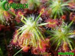 Drosera STELLIFLORA i formujące się gemmae / Drosera STELLIFLORA Gemmae