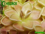 Tłustosz pinguicula Ehlersiae Santa Gertrudis