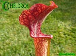 MK H62 Kapturnica Sarracenia x moorei. Large red veined pitchers to more than 1m tall. Mark Wesson