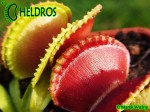 Dionaea Muscipula Muchołówka GREEN WIZARD