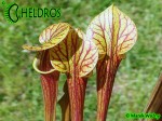 MK F47	Sarracenia Flava var. ornata  Heavy veined, red lid. Plant turns all red later in season