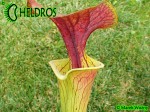 MK F90 Kapturnica Sarracenia Flava var. cuprea,N.Carolina,W, AF,F6,JA