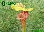 MK F86 Sarracenia Flava var. ornata, Cooks Carnivorous Plants