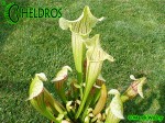 KAPTURNICA SARRACENIA x EVA