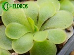 Tłustosz Pinguicula LAUTNER 92/52