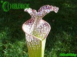 MK L65 Sarracenia Leucophylla Red  white, Marston Exotics. Large pitchers similar to the L19 clone.