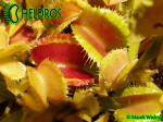 Dionaea Muscipula Muchołówka AF6 Fire Mouth