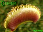 Muchołówka Dionaea Muscipula SUNRISE