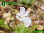 Pinguicula Immaculata