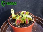 Dionaea Muscipula Muchołówka BRISTLE TOOTH