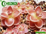 Tłustosz pinguicula spec Tolantongo