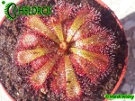 Rosiczka-Drosera-Aliciae