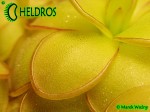 Tłustosz pinguicula ibarrae