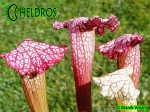 SX82 Kapturnica Sarracenia x Pink Thing, AS SX82