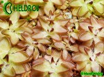 Tłustosz pinguicula Nivalis