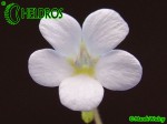 Tłustosz Pinguicula mirandae - south of Tehuacan, Oaxaca, Mexico, 1802 m