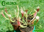 Kapturnica SARRACENIA x SMOORIE
