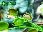 Dionaea Muscipula Muchołówka VFT FREAK