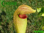MK H126 Sarracenia x Dino Almacolle rubra subsp. jonesii x minor var. okefenokeensis Furio Ersetti, 2004