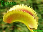 Muchołówka Dionaea Muscipula SUNRISE