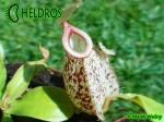 Nepenthes Dzbanecznik HOOKERIANA