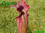 MK H58 Sarracenia Hybrid from same batch of seedlings that raised S x Judith Hindle