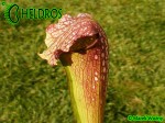 MK H66 Sarracenia x excellens. Stocky clone, plant was one of Adrian Slacks own crosses