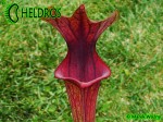 MK F86 Sarracenia Flava var. ornata, Cooks Carnivorous Plants