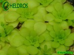 Tłustosz Pinguicula mirandae - south of Tehuacan, Oaxaca, Mexico, 1802 m