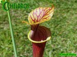 MK F47	Sarracenia Flava var. ornata  Heavy veined, red lid. Plant turns all red later in season