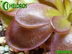 Pinguicula Tłustosz Potosiensis red leaves P34H