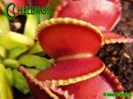 Dionaea Muscipula Muchołówka GREEN WIZARD