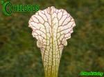 Sarracenia Leucophylla, Adrian Slack clone