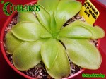 Tłustosz Pinguicula BCP Golden Eye