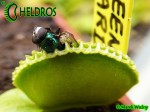 Dionaea Muscipula Muchołówka GREEN WIZARD