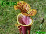 MK F47	Sarracenia Flava var. ornata  Heavy veined, red lid. Plant turns all red later in season