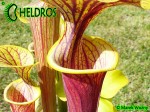 RvL-FL09 Kapturnica Sarracenia Flava var. ornata heavy veined PWilson F38