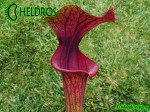 MK F86 Sarracenia Flava var. ornata, Cooks Carnivorous Plants