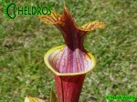 MK F47	Sarracenia Flava var. ornata  Heavy veined, red lid. Plant turns all red later in season