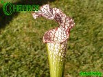 MK H94 Sarracenia x excellens x leucophylla. Large white pitchers, like an very stocky, wide leucophylla.