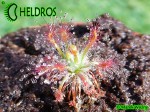 Rosiczka STELLIFLORA / Drosera STELLIFLORA