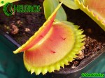 Dionaea Muscipula Muchołówka UK SAWTOOTH 1