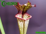 MK H10 Sarracenia x Lynda Butt. Adrian Slacks best hybrid.