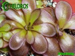 Pinguicula Tłustosz Potosiensis red leaves P34H