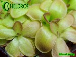 Tłustosz Pinguicula moranensis f. orchidioides