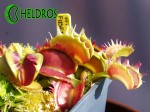 Dionaea Muscipula Muchołówka FUSED TOOTH