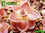 Tłustosz pinguicula spec Tolantongo