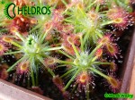 Drosera STELLIFLORA i formujące się gemmae / Drosera STELLIFLORA Gemmae