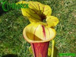 MK F97 Sarracenia Flava var. rubricorpora, Giant red tube, Apalachicola National Forest, FL W,F14,JA