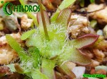 Pinguicula Immaculata